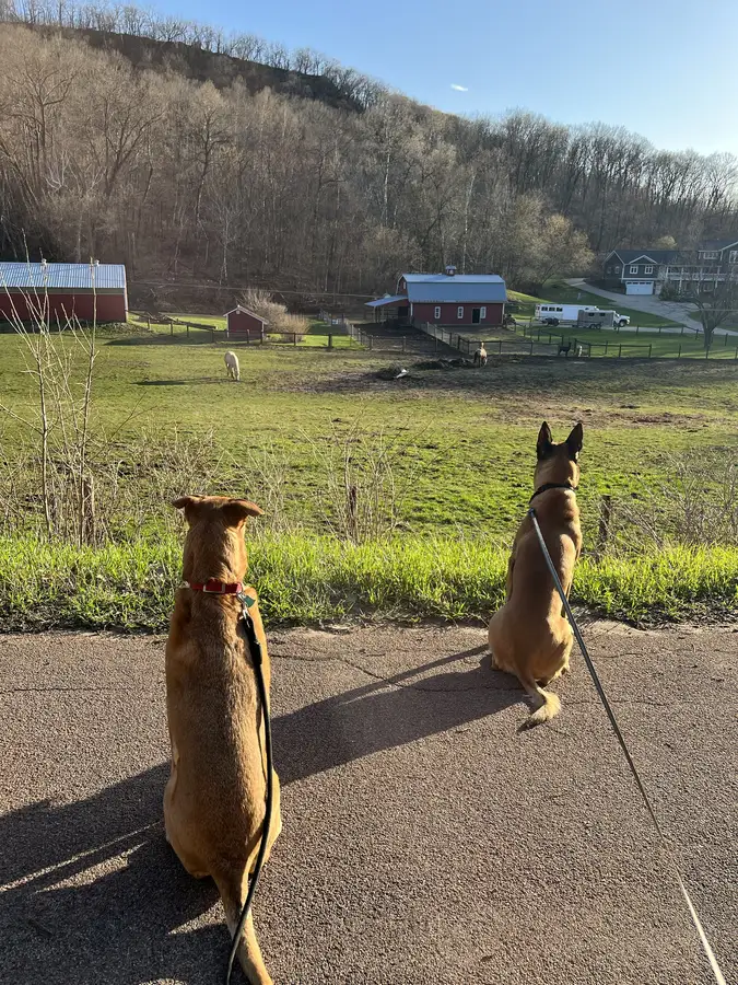 The pups taking in the view